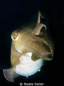 Cuttlefish by Beate Seiler 